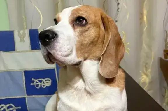 Найдена собака, Спас-Клепики, фото: Бигль найден на Егорьевской трассе, Спас-Клепики