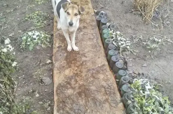 Найдена собака, Владимир, фото: Собака найдена: Владимирская область