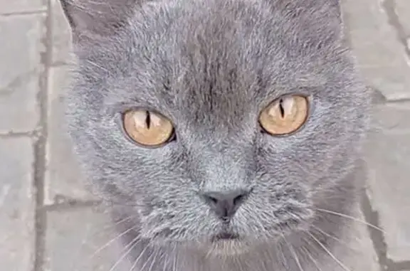 Найдена кошка, Клин, фото: Кошка найдена в Клину, Московская обл.