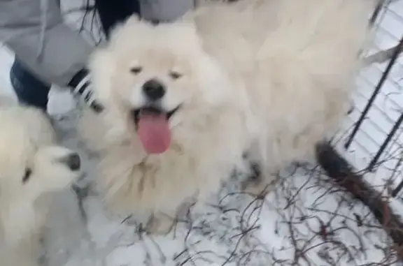 Найдена собака, Берёзовский, фото: Найден пёс, Февральская 6, Берёзовский