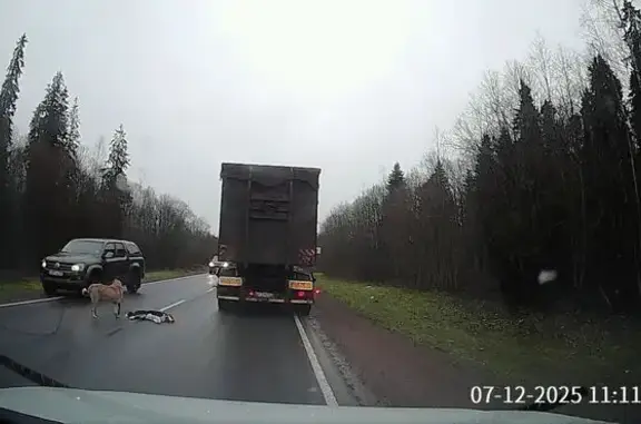 Найдена собака, , фото: Собаки найдены, А-120, Ленобласть