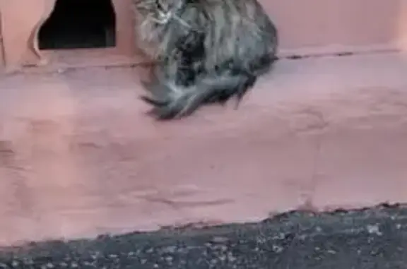 Найдена кошка, Москва, фото: Кошка найдена: Измайловская пл., 9 к1