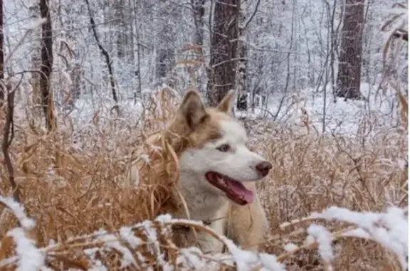 Пропала хаски, Краснополянский 11А, Екб