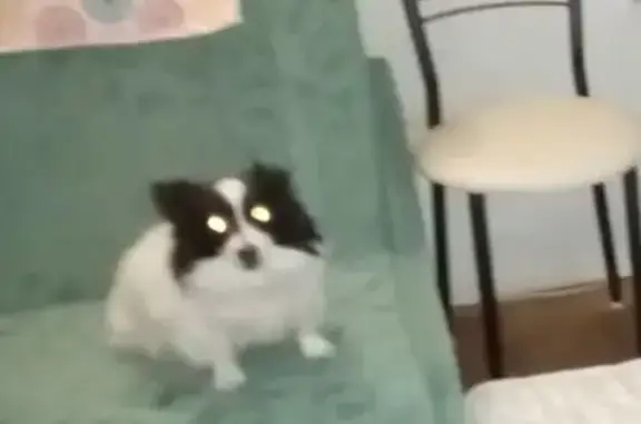 Пропала собака, ул. О. Кошевого, 3, Мурманск