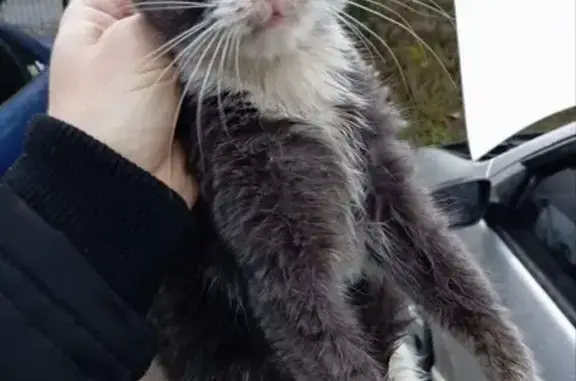 Найдена кошка, Калининград, фото: Котенок найден: Тенистая аллея, Калининград