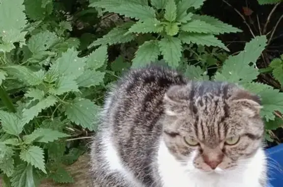 Кошка найдена: Овражная ул., Химки