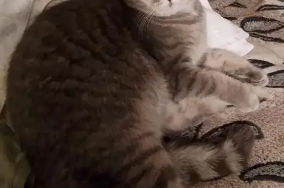 Пропала кошка в Пригородном, Краснодарский край