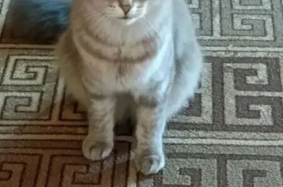 Пропала кошка в Бийске, Алтайский край