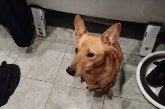 Найдена собака, Иваново, фото: Собака найдена: 9-я Южная ул., 23, Иваново