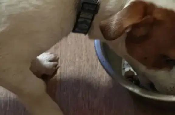 Найдена собака, Самара, фото: Собака найдена: Ташкентская 135, Самара