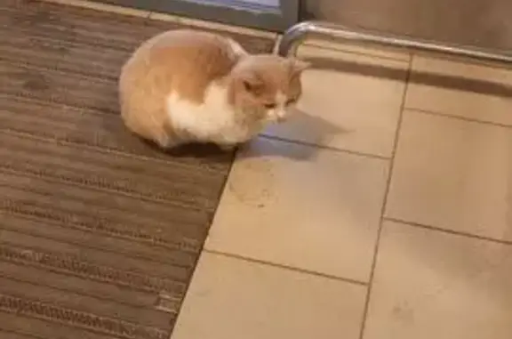 Найдена кошка, Казань, фото: Кошка найдена: Беломорская ул. 116, Казань