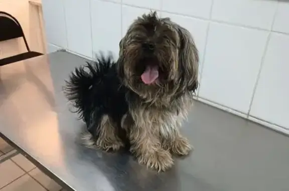 Найдена собака, Ростов-на-Дону, фото: Собака найдена: 23-я линия, 8, Ростов-на-Дону