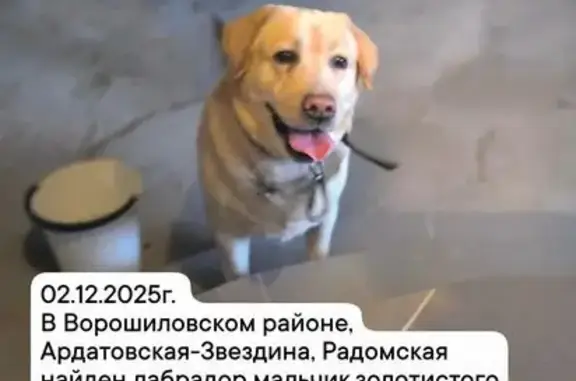 Найдена собака, Волгоград, фото: Лабрадор найден: Чигиринская 77, Волгоград