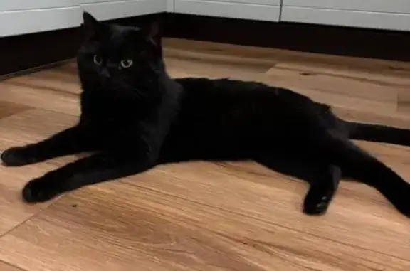 Найдена кошка, Чита, фото: Кошка найдена: ул. Шилова, Чита