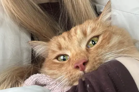 Пропала кошка, Омск, Магистральная 60