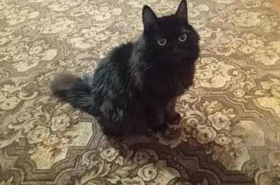 Пропал кот, ул. Косоротова, 16, Белорецк