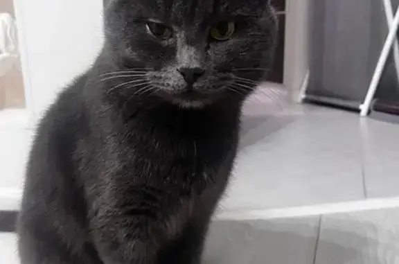 Найдена кошка, Чебоксары, фото: Кошка найдена на Марпосадском шоссе