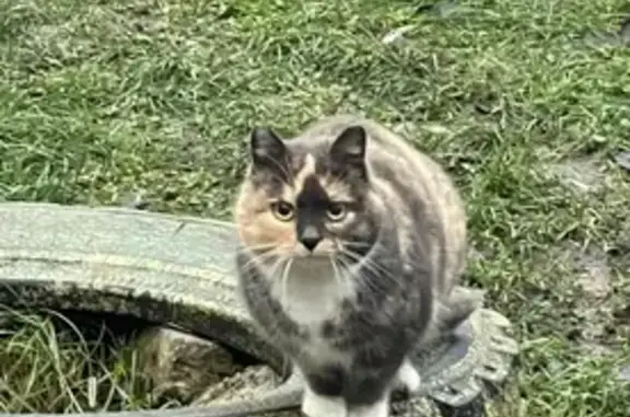 Найдена кошка, Калининград, фото: Кошка найдена на Машиностроительной, 68-72