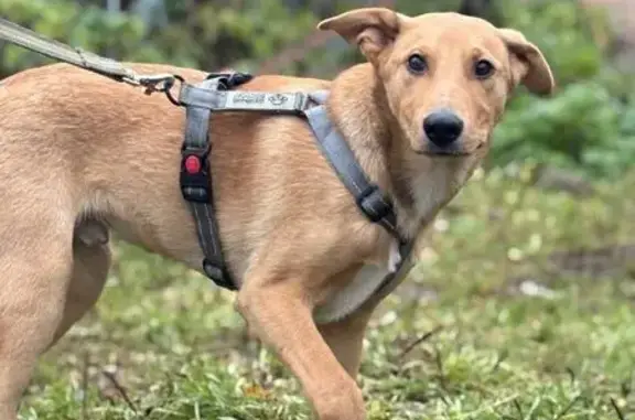 Собаки потеряшки, Санкт-Петербург, фото: Потеряшка собака, Лесопарковая ул., СПб