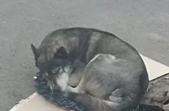 Найдена собака, Ростов-на-Дону, фото: Собака найдена: пер. Уральский, 104