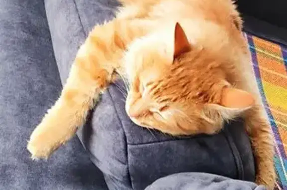 Пропала кошка, ул. Хмельницкого 6, Белорецк