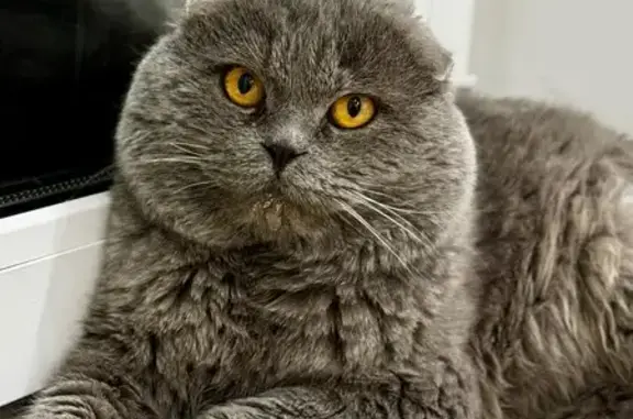 Пропал кот Йося, Репное, 14Н-301