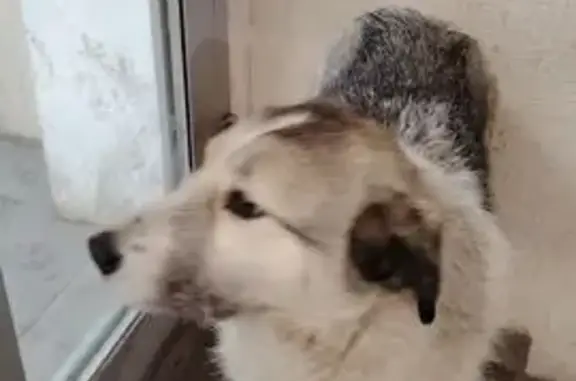 Пропала собака, Донской, Индустриальная, 7