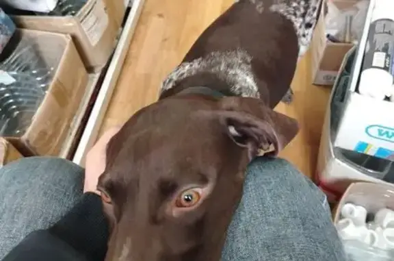 Найдена собака, Краснодар, фото: Собака на Передовой, 57, Краснодар