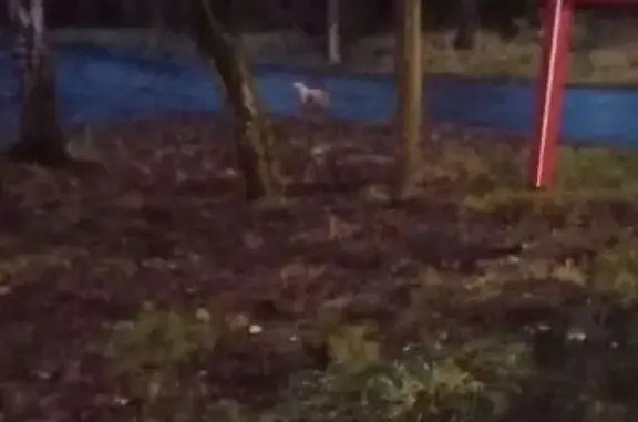 Найдена собака, Лисий Нос, фото: Найдена собака, Лисий Нос