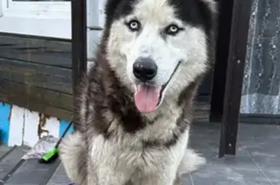 Собаки потеряшки, Ермолаево, фото: Потеряшка собака, Ермолаево