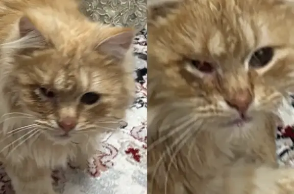 Найдена кошка, Ленинаул, фото: Кошка ищет дом: ул. Я. Узденова, 17