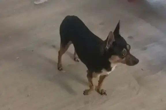 Собаки потеряшки, Волгоград, фото: Потеряшка собака, ул. Козака 9, Волгоград