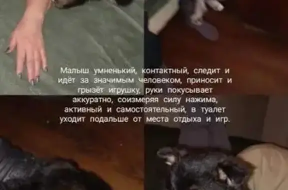 Найдена собака, Иркутск, фото: Щенок найден: ул. Борцов Революции, 6А