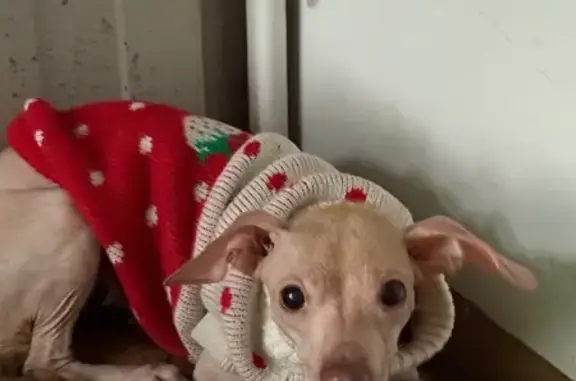 Найдена собака, Краснодар, фото: Найдена собака, ул. Горького 145, Краснодар