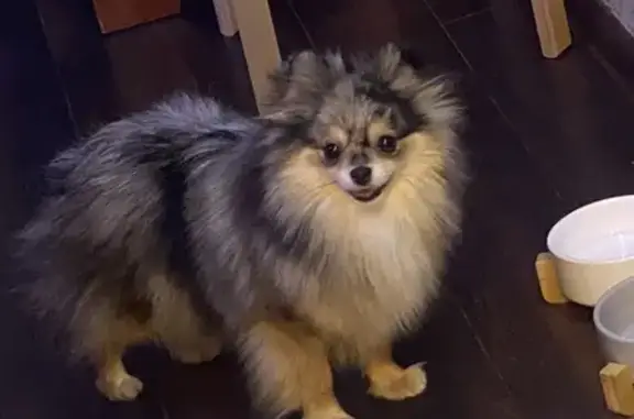 Пропала собака, Москва