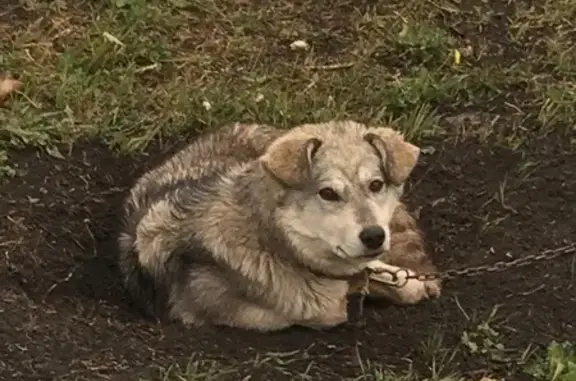 Пропала собака, Жуковский сельсовет