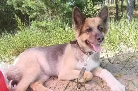 Пропала собака, Новосибирск