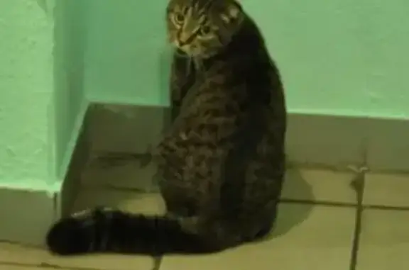 Пропала кошка, Лухмановская 1, Москва