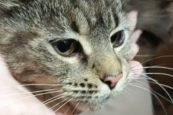 Найдена кошка, Ижевск, фото: Кошка найдена, ул. Бабушкина, Ижевск