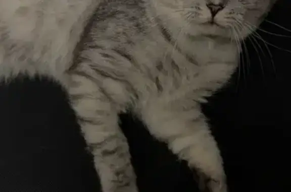 Пропала кошка Мартин, Каштановая ул., Белгород