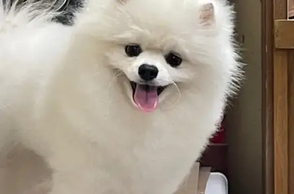 Пропала собака, ул. 50 лет Октября, Тимашёвск