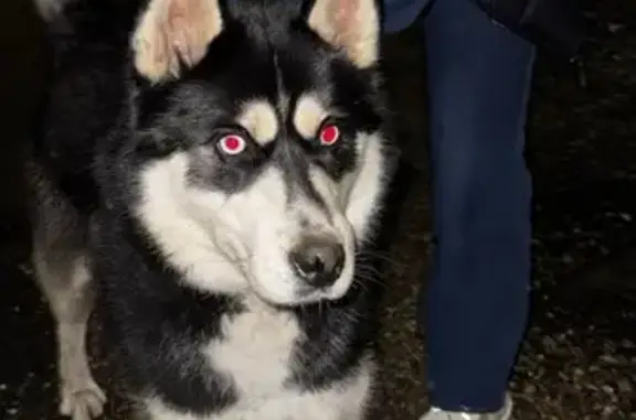 Найдена собака, Кинешма, фото: Хаски найден у переулка Дубровского, 14