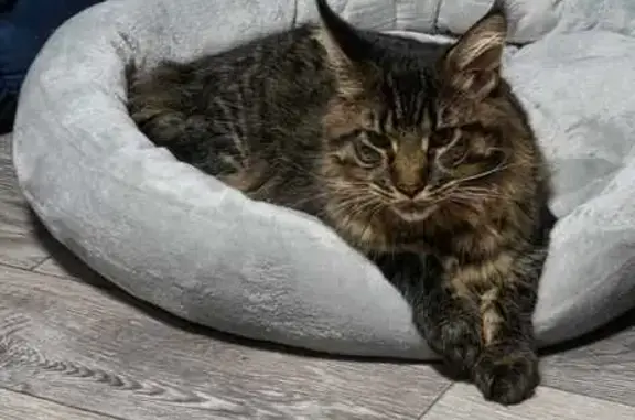 Пропала кошка, Ленинградский пер., 76