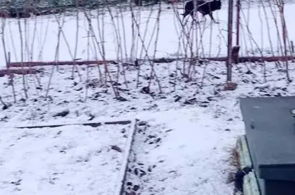 Найдена собака, Сагра, фото: Свердловская область: найден пинчер в саду