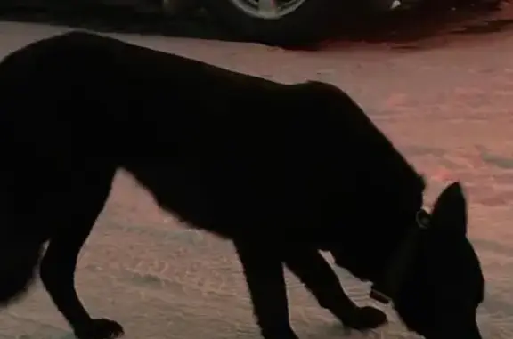 Найдена собака, Элитный, фото: Собака найдена: Элитный, Новосиб. обл.