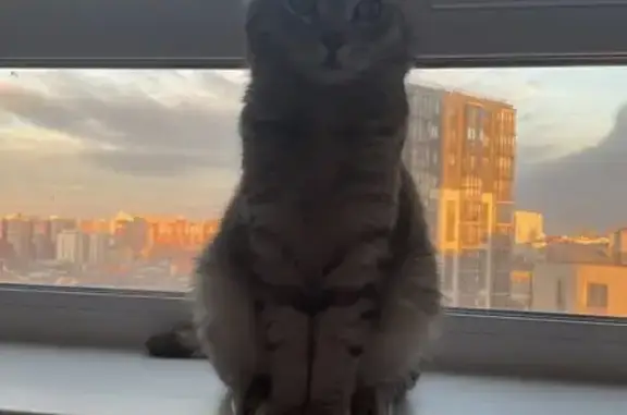 Пропала кошка, Барбарисовая ул. 30