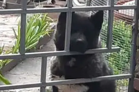 Собаки потеряшки, Ростов-на-Дону, фото: Потеряшка собака, 34-я линия 60А, Ростов-на-Дону