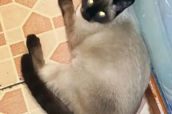 Кошки потеряшки, Енисейск, фото: Потеряшка сиамская кошка, ДОС 12, Енисейск