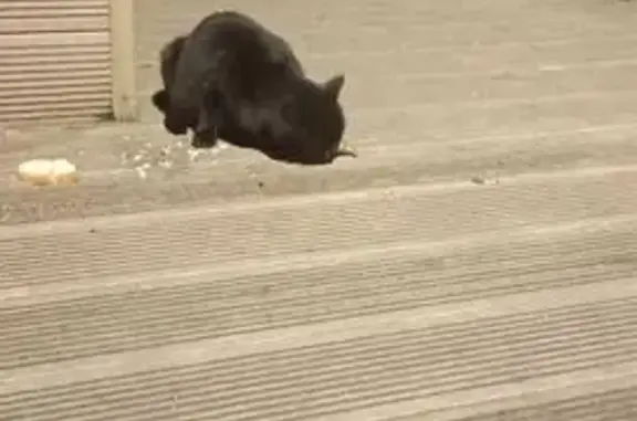 Найдена кошка, Лобня, фото: Котенок найден у озера Киово, Киово 14