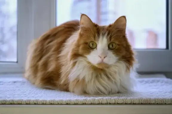 Кошки потеряшки, Пенза, фото: Потеряшка рыжий кот, ул. Калинина, 63/37